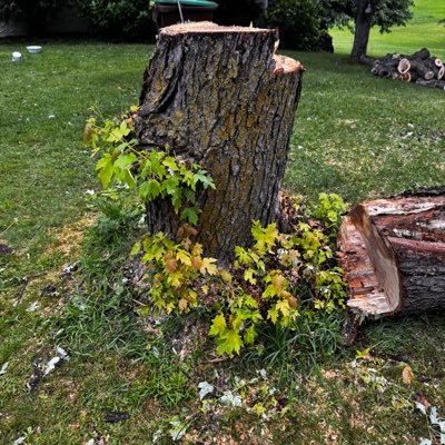 hammbonie's profile picture. Wild and Gopher Hockey fan - Girls 10u Hockey Coach - Golf Fanatic