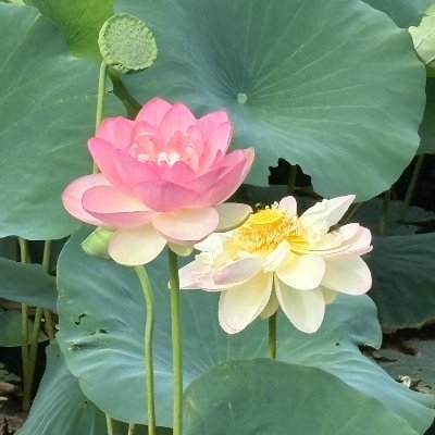 xin_chao_lotus's profile picture. 乳がん🔰　2025.08 乳がんステージⅢb  ホルモン受容体 ER陽性/PgR陽性/HER2陽性/悪性度3 抗がん剤治療中です。 不登校・ひきこもりだった子ども達は大学生になりました。 ASD/ADHD/感覚過敏/IBSについて勉強中。 父は脊髄損傷 ♿︎ユーザー 情報収集のためのアカウントです。