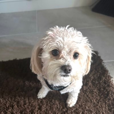 CPuncerelli's profile picture. 