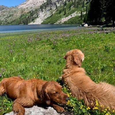 JanePavekID's profile picture. Opportunity advocate for the underserved, Idaho outdoor enthusiast, obsessed w Goldens.