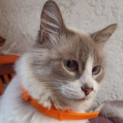 🤗Ya no digo un año más, digo un año menos⌛Tengo más metas que tiempo⏱️
Lo que reste, lo quiero simple y en paz. 🐱🐶🐢📚🍷🎶 ⚖️
