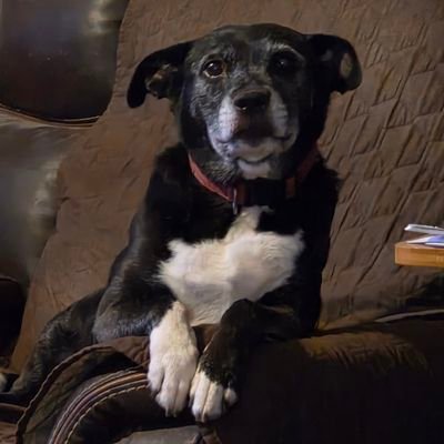 dirtypiratepimp's profile picture. 