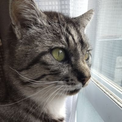 mame20201222's profile picture. 猫と暮らす人♡
#膠原病
#混合性結合組織病
#MCTD
#原発性胆汁性胆管炎
#PBC
😺元垢@YoqDJB8mDw64309
無言フォロー失礼致します🙇
DMはやりません🆖