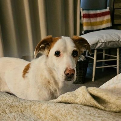 I'm a rescue pup named after the Canadian penny. I live in the land of maple syrup, snow & I love the Habs! I share 🇨🇦 fun facts on Mondays! #Kuno♥️