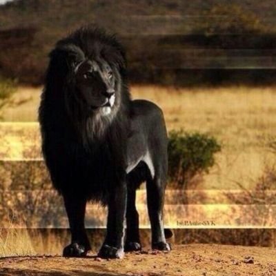 HAlrmly21287's profile picture. 