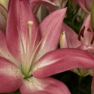 L__7au's profile picture. كوين المبتعثين 🌴✨️
   🩺💊📚💉🥼#NursingStudent