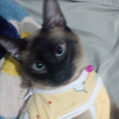 tianepinto349's profile picture. 