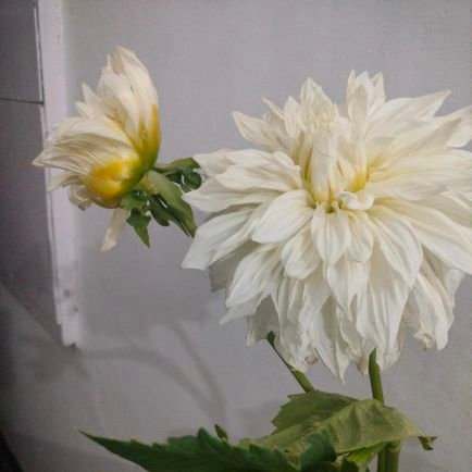 asakqw's profile picture. 