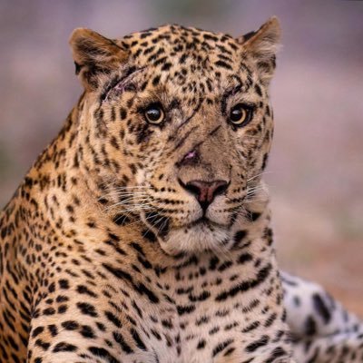 unauthorizedrex's profile picture. 