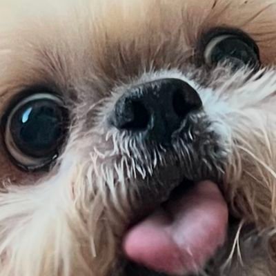 der_uberhund's profile picture. 