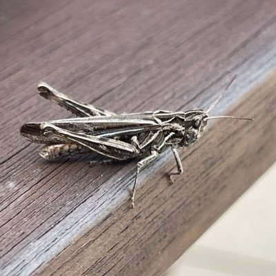 JaggerzHouse's profile picture. 