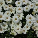 AndriiLevc34164's profile picture. 