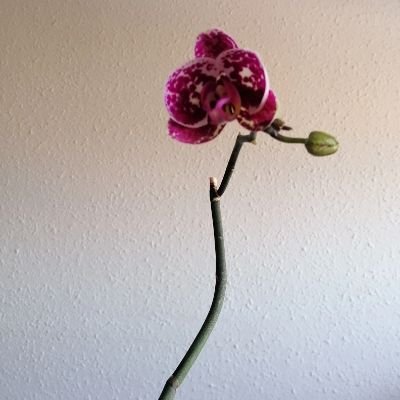 gladys_alicia's profile picture. 