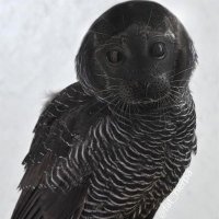 cassi (@jimiccat) 's Twitter Profile