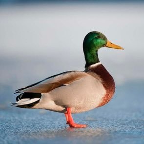 RIPMeekus's profile picture. 