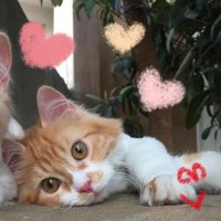☆∘˚˳° ݁⋆ (@shocolavacake) 's Twitter Profile