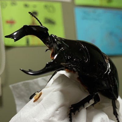 kounishi_taro's profile picture. 2025夏よりブリード始めました。タランドゥスオオツヤクワガタが好きです。卵は1つも取れていません泣