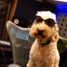 PawsBarker's profile picture. Producer @PotshotRecords 🐶 Member of The American Society of Composers, Authors and Publishers (ASCAP) LISTEN @TRCStudioD