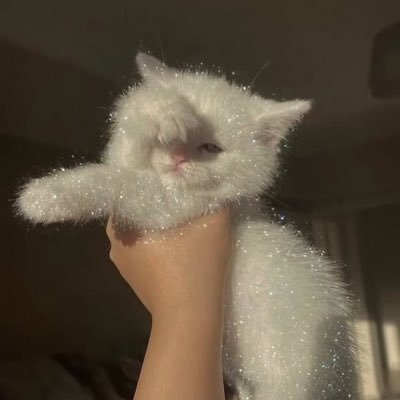 i post cute cat vids and funny things sometimes :) “the dildo of consequences rarely comes lubed” - JFK or smth. Wizard101 dedicated account on the weekends