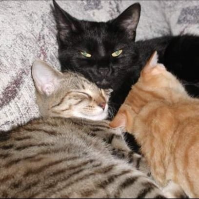 Married 💖 Cat Mom 🐈⬛ Animal Lover 🐦🕊 Woke #LGBTQIA #BLM #BlueCrew 🚫 Porn 🚫 DMs