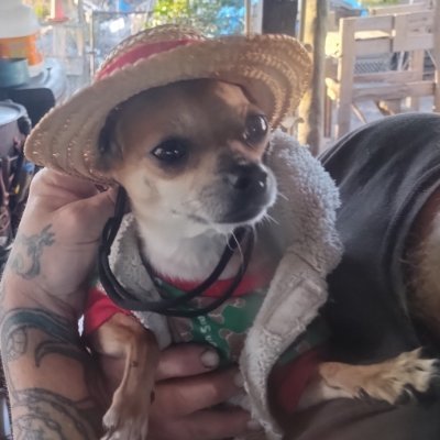 jonathan_n23442's profile picture. Chihuahua Daddy