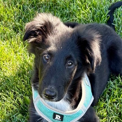 Scottish Collie pup following in Wilma’s paw prints