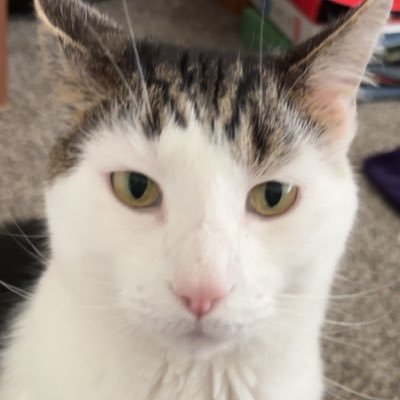 HaloKatTCG's profile picture. it/she | θ∆ | 21 | Pokémon TCG player | 212/??? | top 15% global 2025 | priv @HaloKatqt