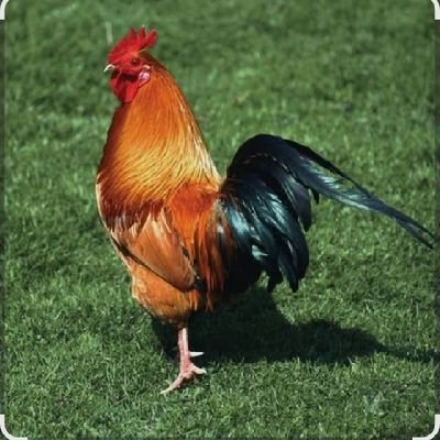 MhY0fA8pSX47666's profile picture. たらこ