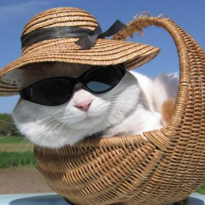 MoniqueDaoust1's profile picture. Passionnée par les relations humaines, les animaux, la politique et la culture. Le tout enrobé d'amour et beaucoup d'humour..