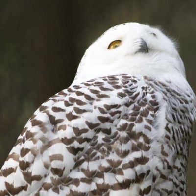 Air_Lights1214's profile picture. このバカみたいな数年間もう飽きたろ？新たな可能性にかけるためにも参政党支持。日露友好を目指せ。脱植民地脱グローバリズム脱ク○注射。雨龍、河合、憂国やムショ連は支持しません。日本保守党大ッッ嫌い💓😆あっち行け。それと若干右寄りだけど保守ではないです、多分ね。趣味はイラストと自転車！相棒はﾚｲﾙﾃﾞｨｽｸ