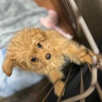 ren (@rendayo114514) 's Twitter Profile