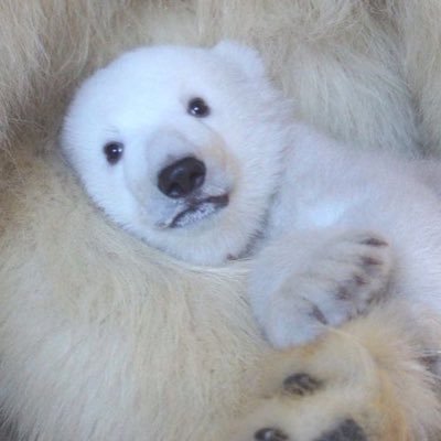 ChadBarkley8's profile picture. 6’3 Chang Mogger Peater