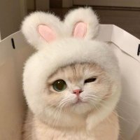 🍊甜橙同学Evelyn (@realevelync) 's Twitter Profile