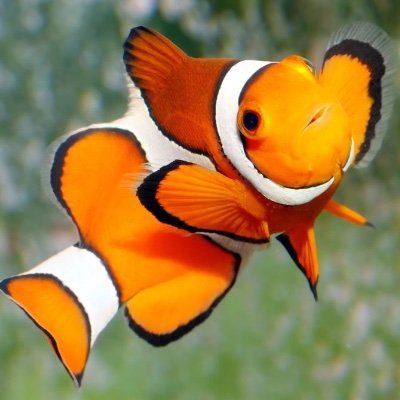 CRAP1007's profile picture. 