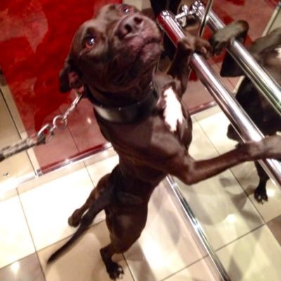 kakarotSSjblue's profile picture. Hellenic monotheist God is the Greatest