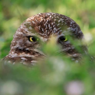 randytphotos's profile picture. Award-winning nature and wildlife photographer. 
2019 NPS AIR - Big Cypress/2018 USFS AIR - Alaska...   my  real job?
Powerball/Florida Lottery on-air draw host