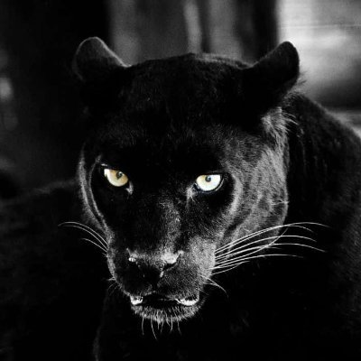 c0brennan's profile picture. Ave Christus Rex