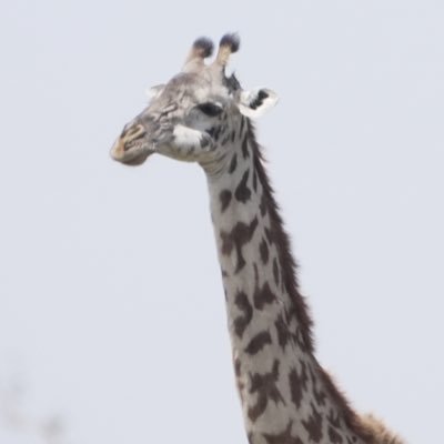 felix__news's profile picture. News junkie
