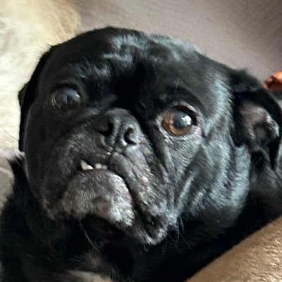 dad & spouse working for good ✊ opinions mine 🌵 find joy 🤙 fight the mf facists 🤟 must love pugs ♥️ he/him/his