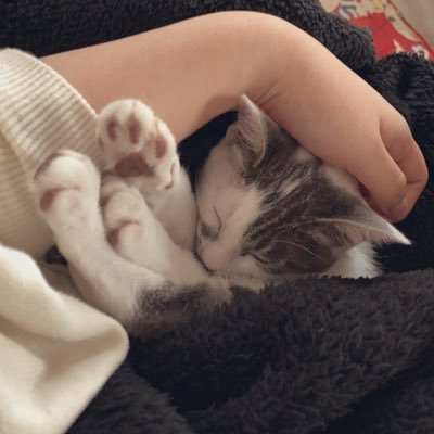 いてこまさんのプロフィール画像