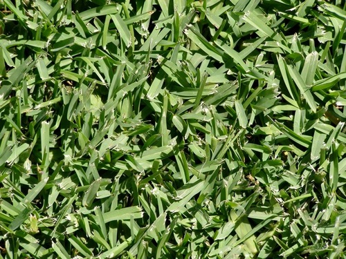 Environmental Turf And Plant Breeding...