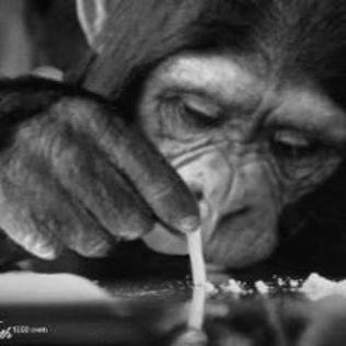 JerkerTom's profile picture. Known Retard