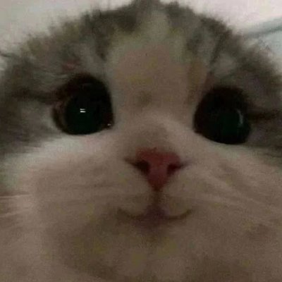 duckiwi_build's profile picture. Minecraft builder