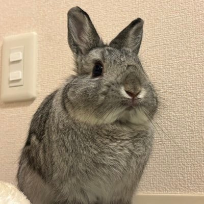 うさぎのモコ♂🐰 ネザーランドドワーフ、チンチラ💚2024.09.16生まれ、2024.12.08日お迎え。モコの暮らし🐰 #うさぎ好きさんと繋がりたい #うさぎ好きと繋がりたい