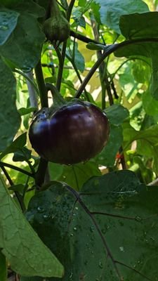 botbit267's profile picture. 