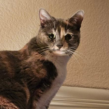 _Dup0nT_'s profile picture. Transman
Gay
Likely autistic, not diagnosed. 
Deltarune 👍👍👍👍
18+ (i dont want to make it so i change it every year)
I dont have my real name for privacy.