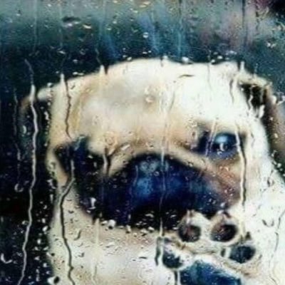 shitty vent account