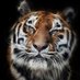 dharmic aeroplate v2 Profile picture