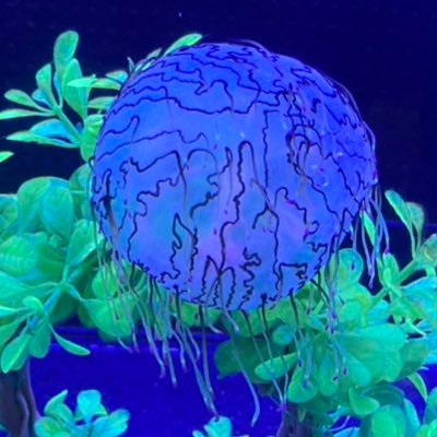 おおがさんのプロフィール画像