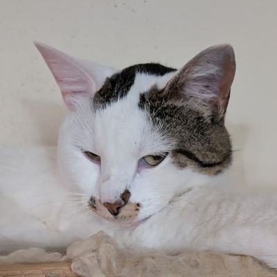 ClaudePierce20's profile picture. Neuro diverse musician. Bisexual anti fascist woke atheist MFer. Meow!
